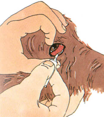 Einbringen von Augensalbe