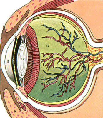 Aufbau des Auges