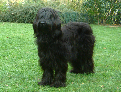 Champion Nené du chateau magic