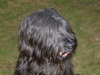 Champion Pebbles du chateau magic