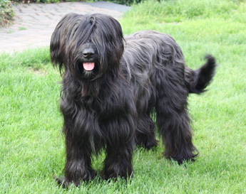 Champion Taxi du chateau magic