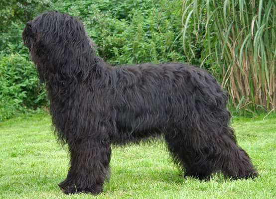 Champion Waltraud du chateau magic